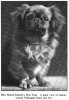 1916_Pekingese_HopTing.jpg