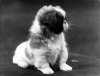 1922_Peke_Pup.jpg