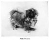 1938_Pekingese-1.jpg