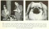 1938_Pekingese4.jpg