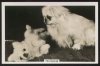 1939_Pekingese_CigaretteCard.jpg