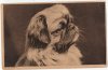 1940_PekingeseCard.jpg