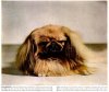 1949_Pekingese.jpg