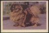 1950_Pekingese_CigaretteCard.jpg