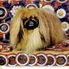 1960_Pekingese.jpg