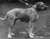 1930_Bullmastiff_HampionFarcroft.jpg