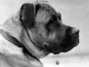 1933_BullMastiff_Nicholas.jpg