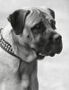 1935_BMastiff_HUSSARSTINGO.jpg