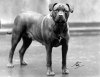 1938_BMastiff_CH_RedNellofConheath.jpg