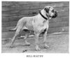 1938_Bullmastiff.jpg