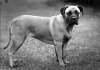 1955_BMastiff_LadyDinahOfLythcoe.jpg