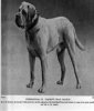 bullmastiff_antiguas9.jpg