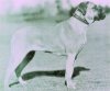 bullmastiff_jeanettebrooklands.jpg