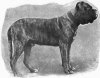 MR-LEADBETTER-S-MASTIFF-CHAMPION-MARKSMAN.jpg