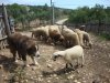 Srpski pastirski.jpg