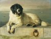 1800s_Newfoundland_Landseer.jpg