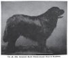 1903Newfoundland_Black.jpg