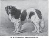 1903Newfoundland_Landseer.jpg