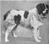 1910_NewfoundlandLandseer.jpg