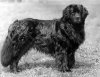 1934_Newfie_CH_WaterRat.jpg