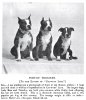 1900_BostonTerriers.jpg