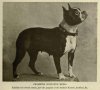 1905Boston_Terrier.jpg