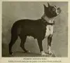 1905Boston_Terrier.jpg