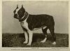 1905Boston_Terrier3.jpg