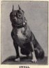 1906_BostonTerrier2.jpg