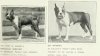 1907Boston_Terrier.jpg
