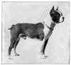 1910Boston_Terrier.jpg