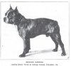 1912BostonTerrier.jpg