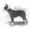 1917_BostonTerrier_MosholuBlink.jpg