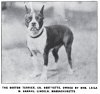 1920_BostonTerrier-1.jpg