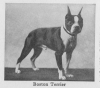 1934_BostonTerrier.png