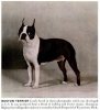 1949_BostonTerrier.jpg