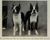 1950_BostonTerrier3.jpg