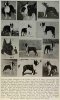 1950_BostonTerriers4.jpg