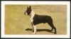 1961_BostonTerrier.jpg