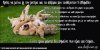 puppies 8.jpg