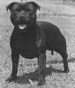 Borshot Black Dog.jpg
