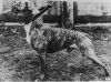 Rocky Champion Fighting Dog.jpg