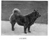 1897_ChowChow_PrincessOfWales.jpg