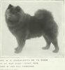 1907Chow_Chow.jpg