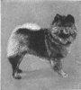 1910_ChowChow.jpg