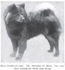 1911_ChowChow2.jpg