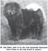 1911_ChowChow3.jpg