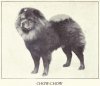 1915Chow_Chow.jpg