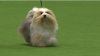 hava1-crufts.jpg