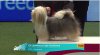 hava-crufts.jpg